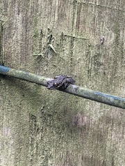 Scinax argyreornatus