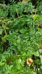 Anthriscus sylvestris