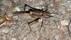 Paratlanticus ussuriensis