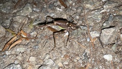 Paratlanticus ussuriensis