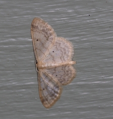 Idaea biselata