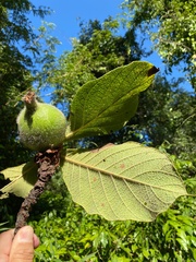 Riodocea pulcherrima