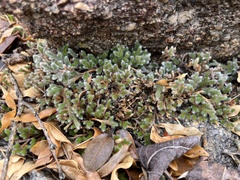 Selaginella dregei