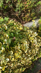 Euonymus japonicus