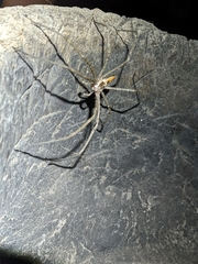 Euprosthenops