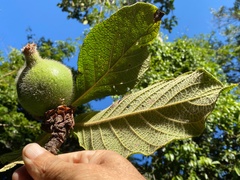 Riodocea pulcherrima