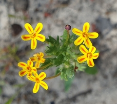 Zaluzianskya divaricata
