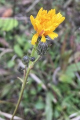 Angiospermae