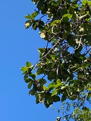Riodocea pulcherrima
