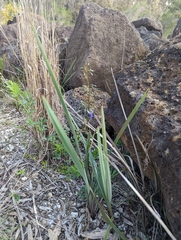 Dianella caerulea