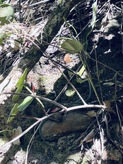 Philothamnus occidentalis