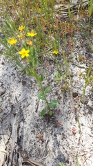 Zaluzianskya divaricata