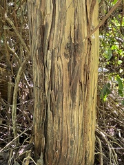 Riodocea pulcherrima