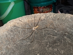Euprosthenops