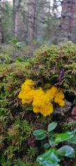 Fuligo septica