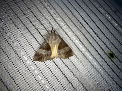 Hypena trigonalis