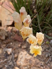 Freesia refracta