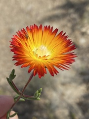 Drosanthemum bicolor