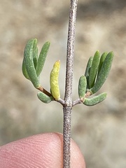 Drosanthemum bicolor