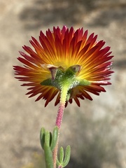 Drosanthemum bicolor