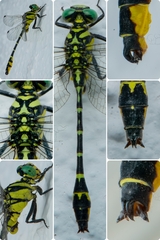 Cyclogomphus heterostylus