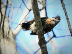 Picumnus nebulosus