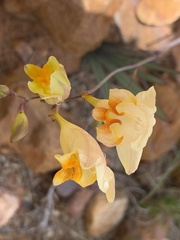 Freesia refracta