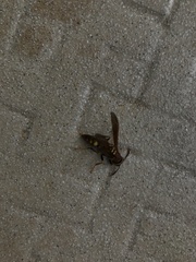 Polistes versicolor