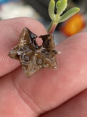 Drosanthemum bicolor