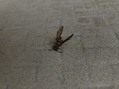 Polistes versicolor