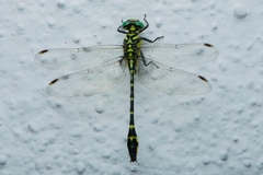 Cyclogomphus heterostylus