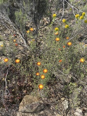 Drosanthemum bicolor