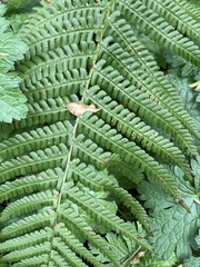Dryopteridoideae