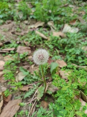 Taraxacum