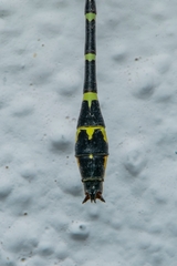 Cyclogomphus heterostylus