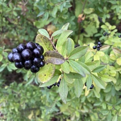 Ligustrum vulgare