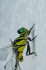 Cyclogomphus heterostylus