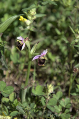 Ophrys fuciflora