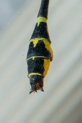 Cyclogomphus heterostylus