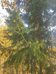 Picea abies
