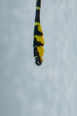 Cyclogomphus heterostylus
