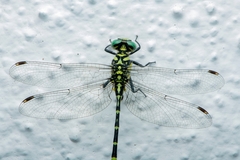 Cyclogomphus heterostylus