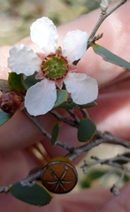 Leptospermum coriaceum