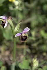 Ophrys fuciflora