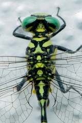 Cyclogomphus heterostylus
