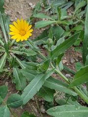 Calendula arvensis