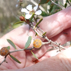 Leptospermum coriaceum