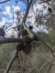 Allocasuarina verticillata