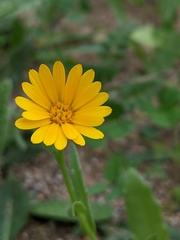 Calendula arvensis
