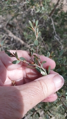 Leptospermum coriaceum